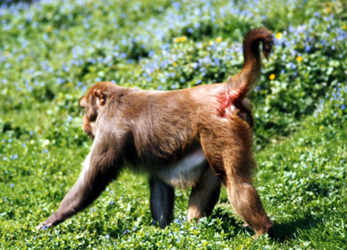Macaque rhésus