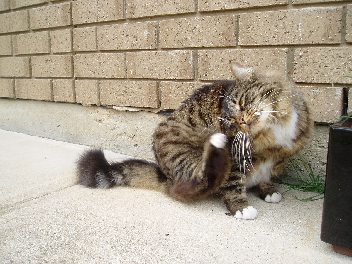 Munchkin (chat)