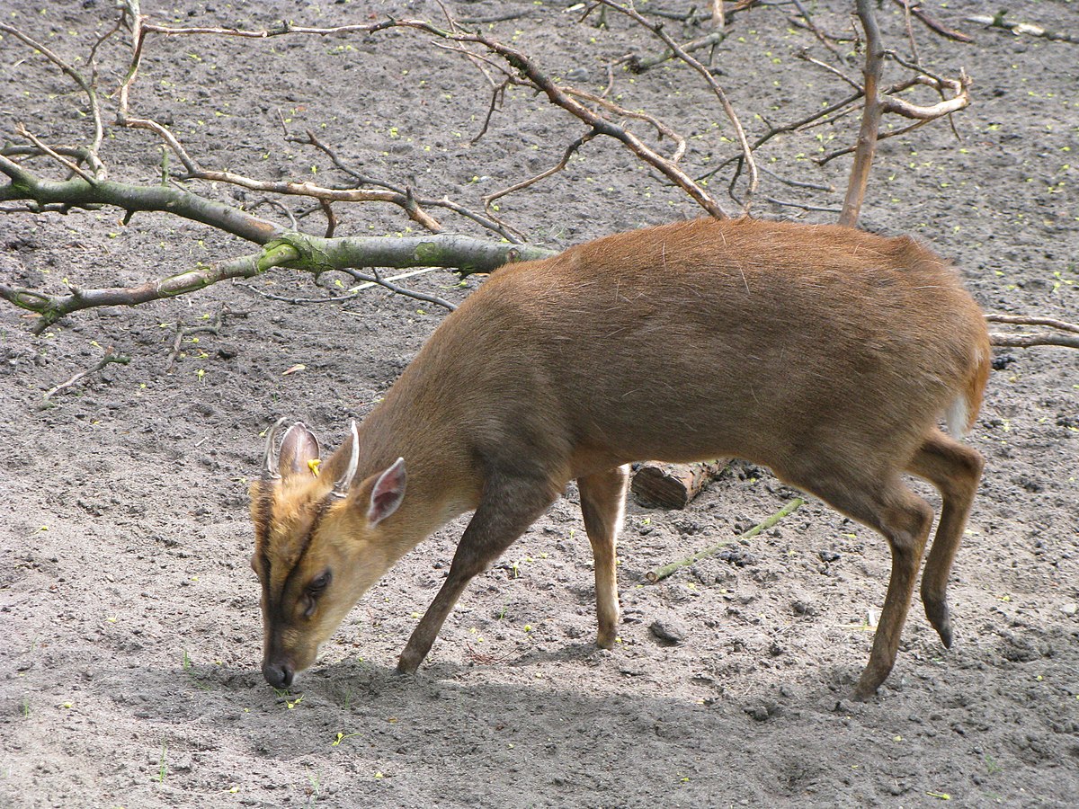 Muntjac de Reeve