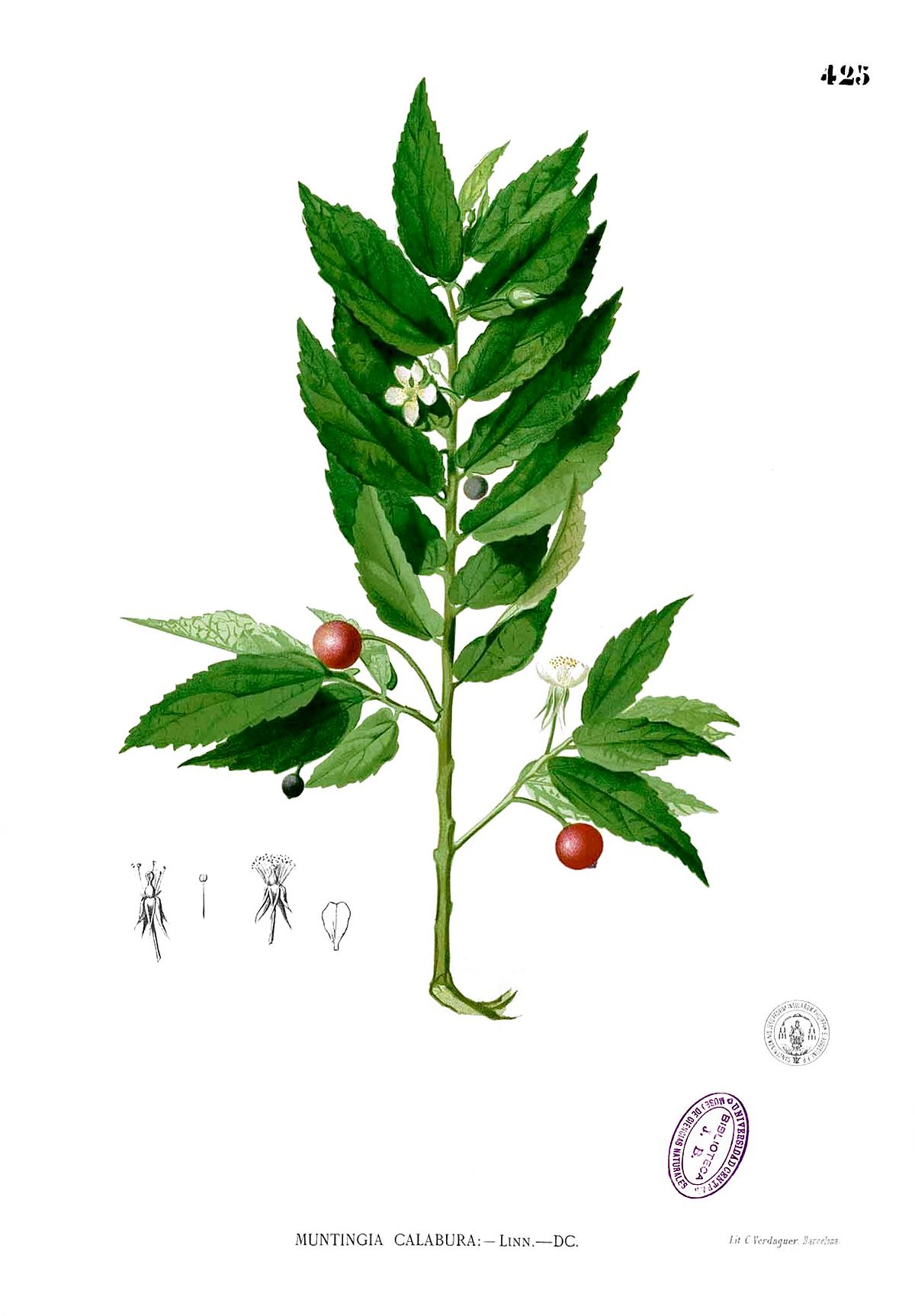 Muntingiaceae