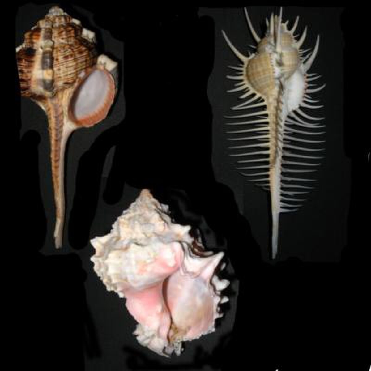 Muricidae