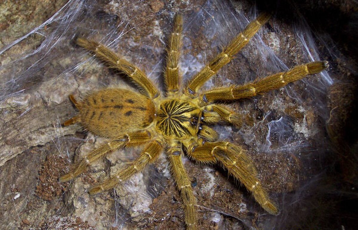 Pterinochilus murinus