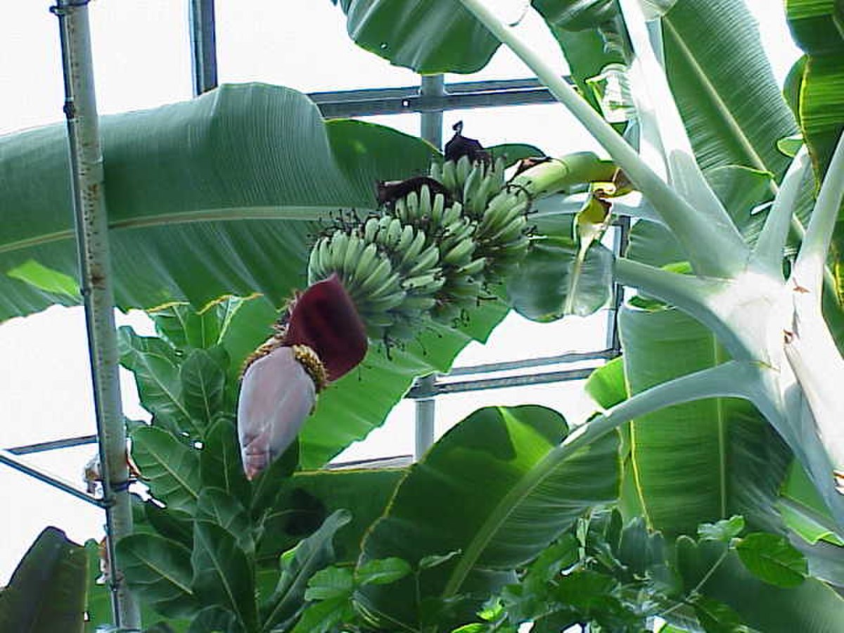 Musaceae
