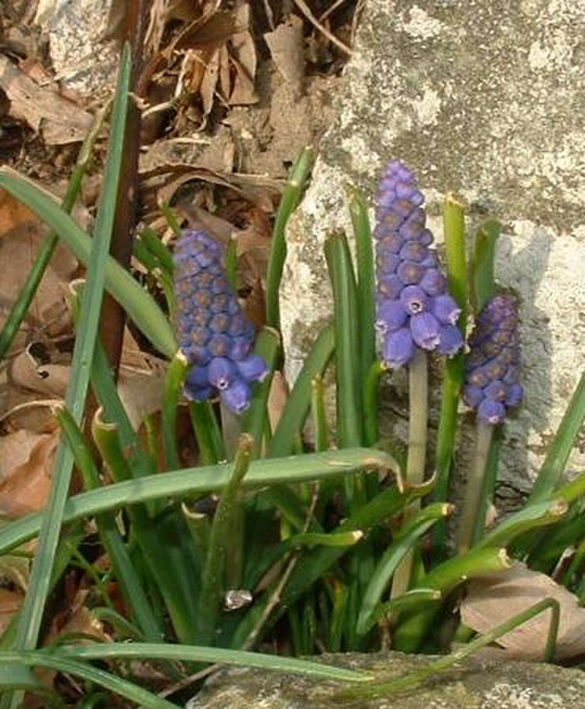Muscari