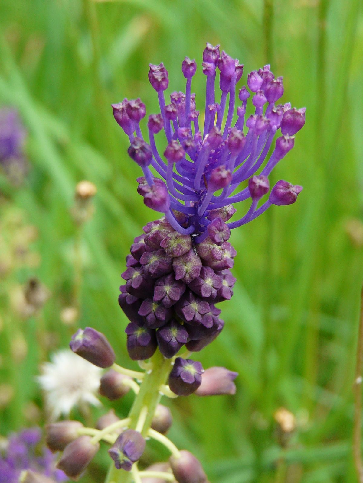 Muscari à toupet