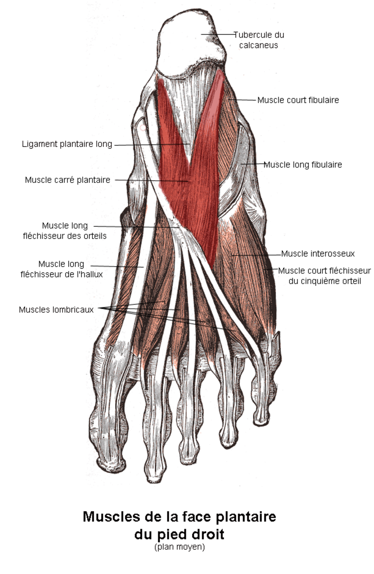 Muscle carré plantaire