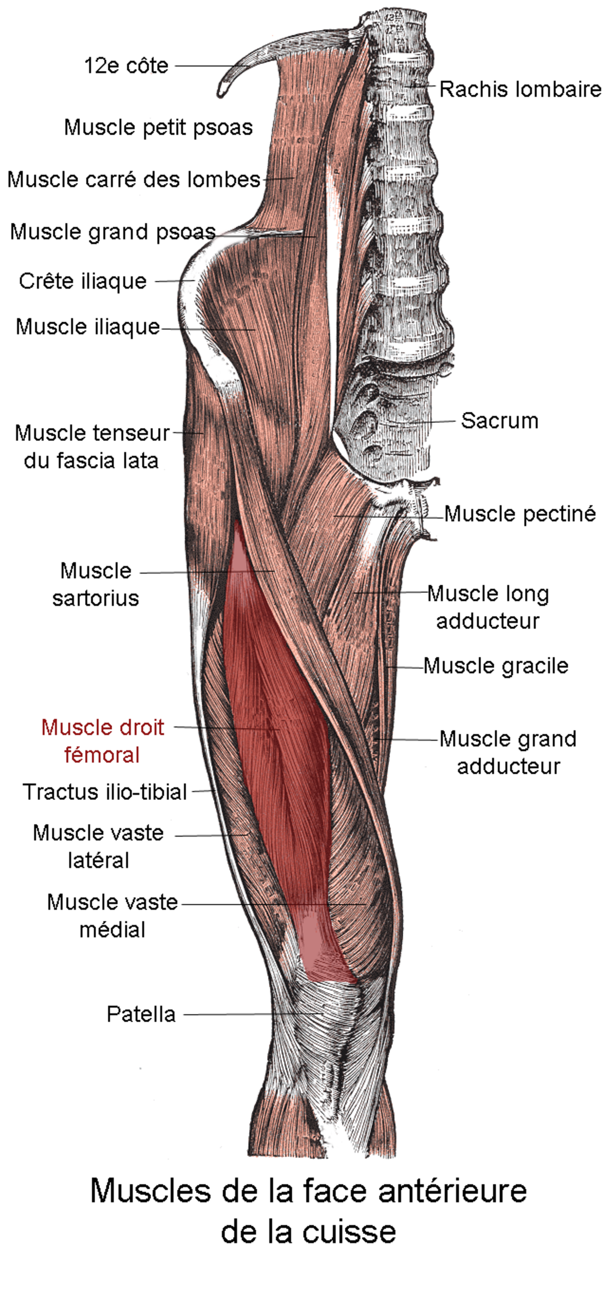 Muscle droit fémoral
