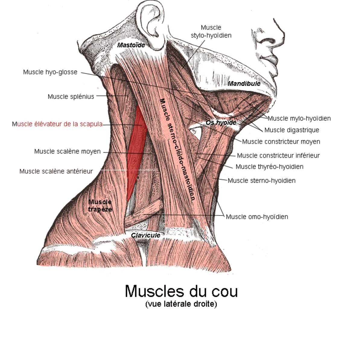 Muscle élévateur de la scapula