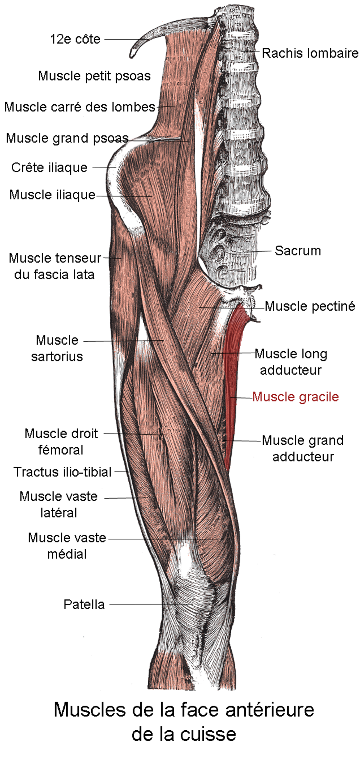 Muscle gracile