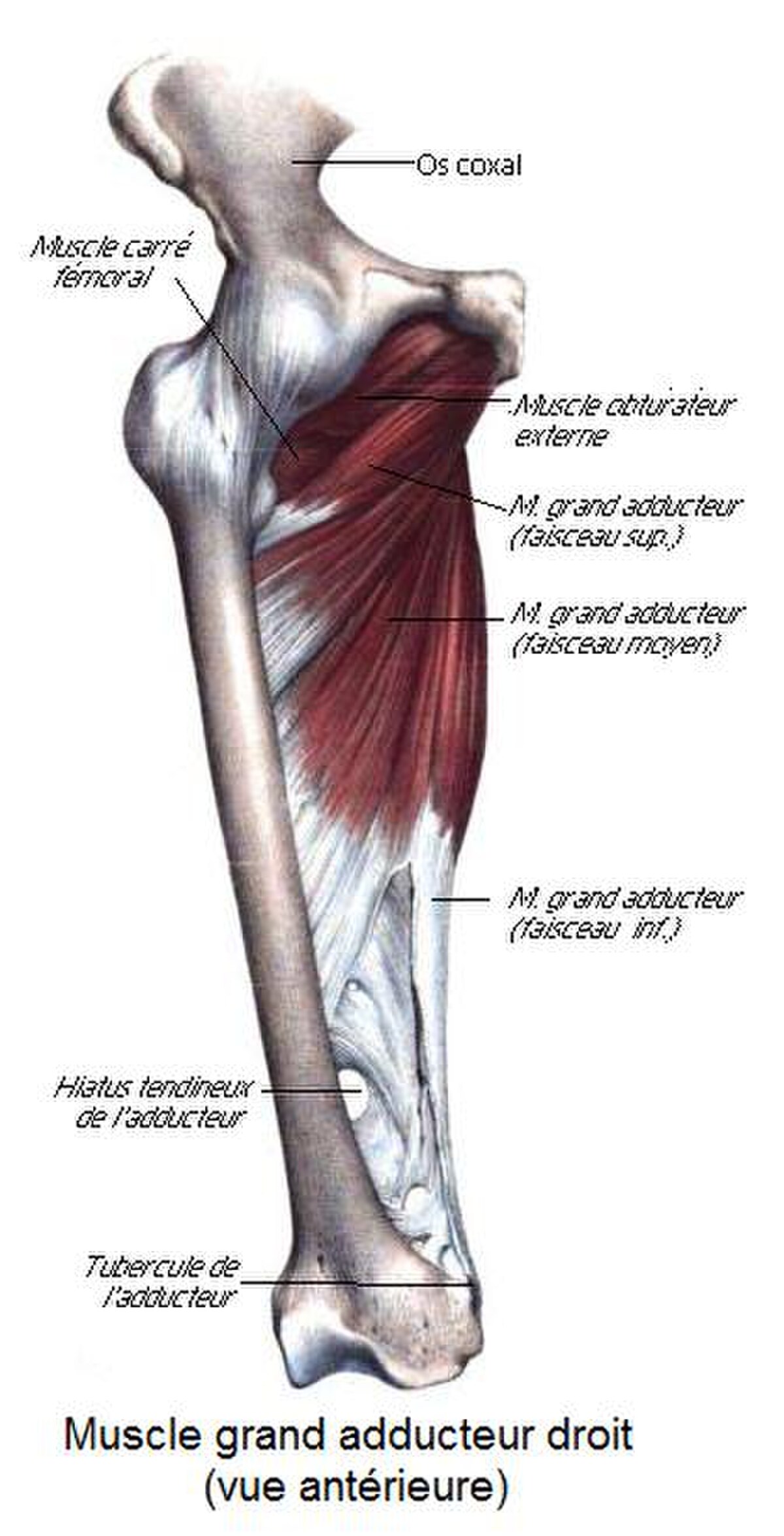 Muscle grand adducteur