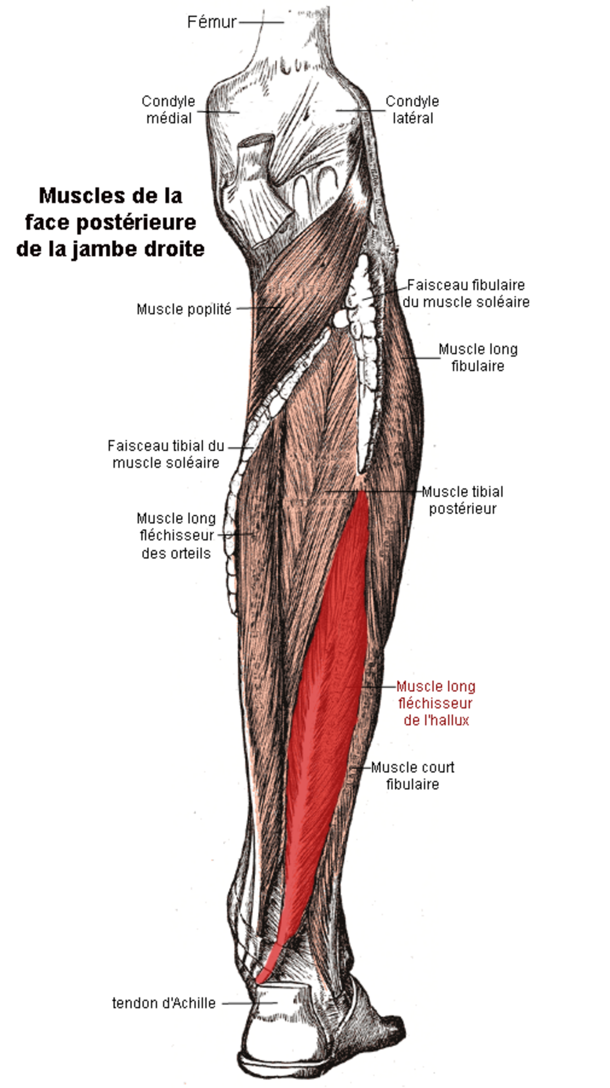 Muscle long fléchisseur de l'hallux