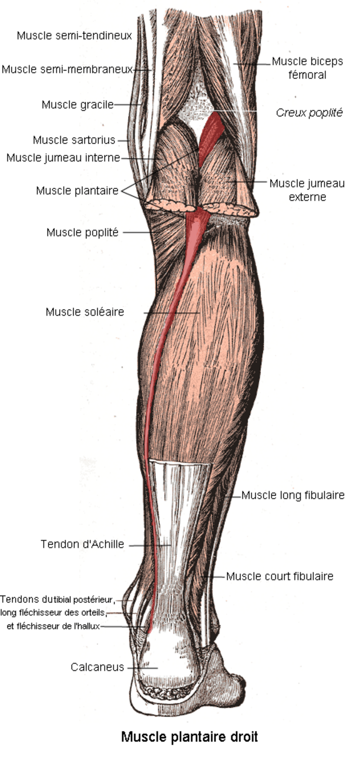 Muscle plantaire