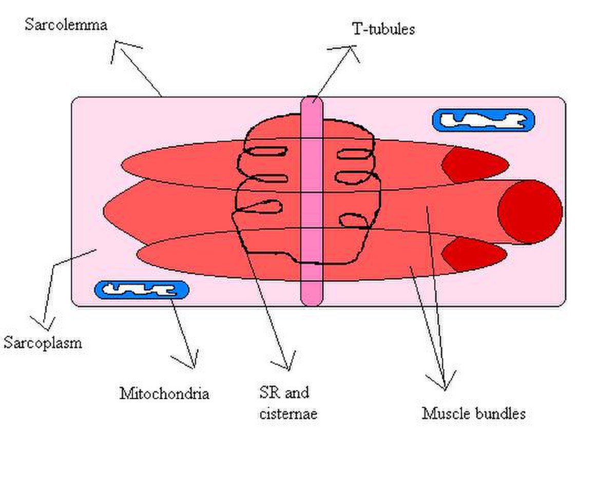Contraction musculaire