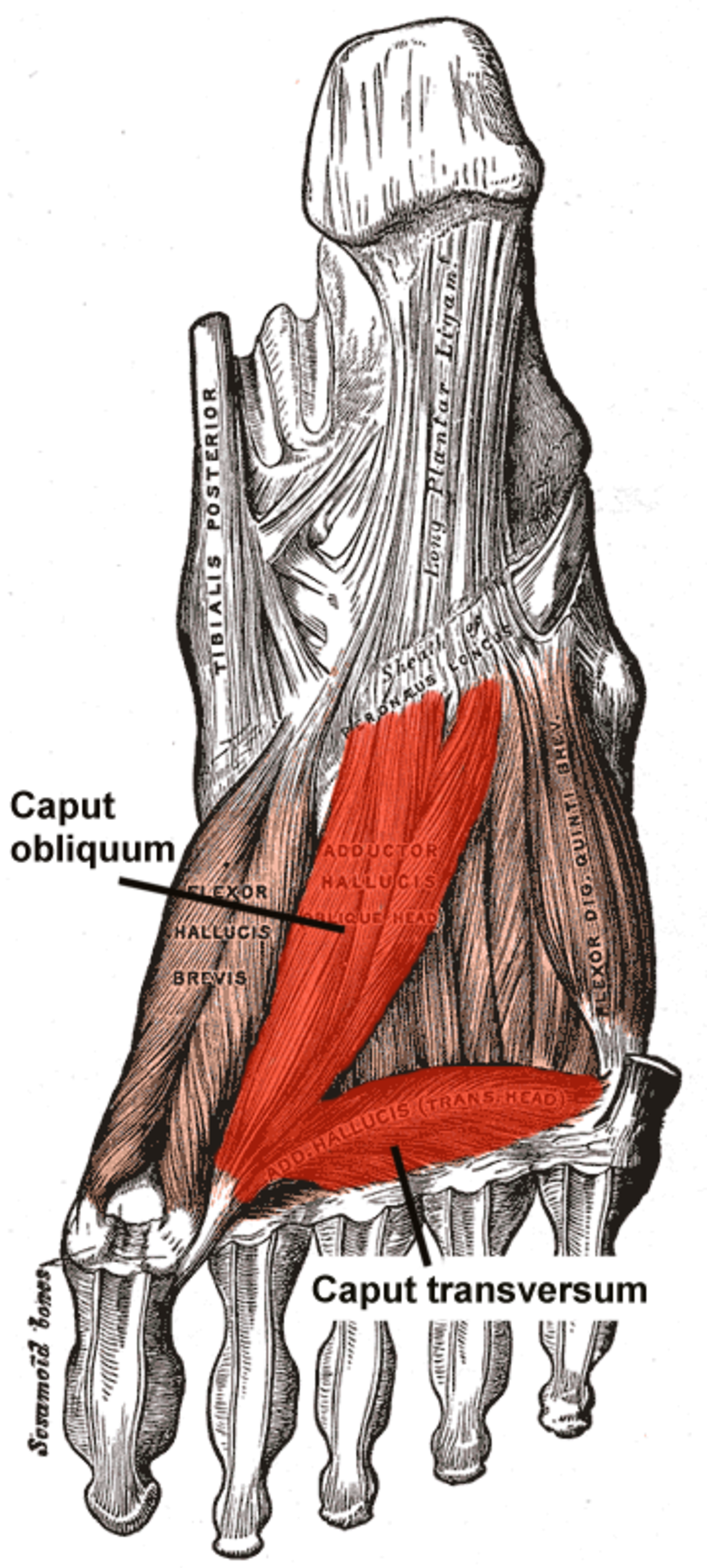 Muscle adducteur de l'hallux