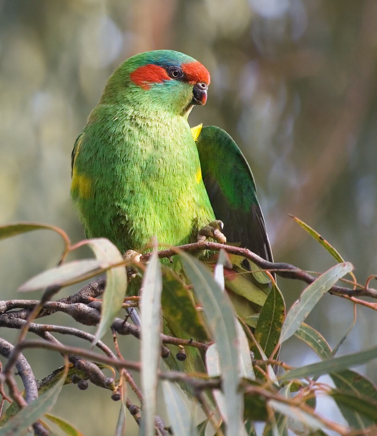 Musk Lorikeet 2.jpg