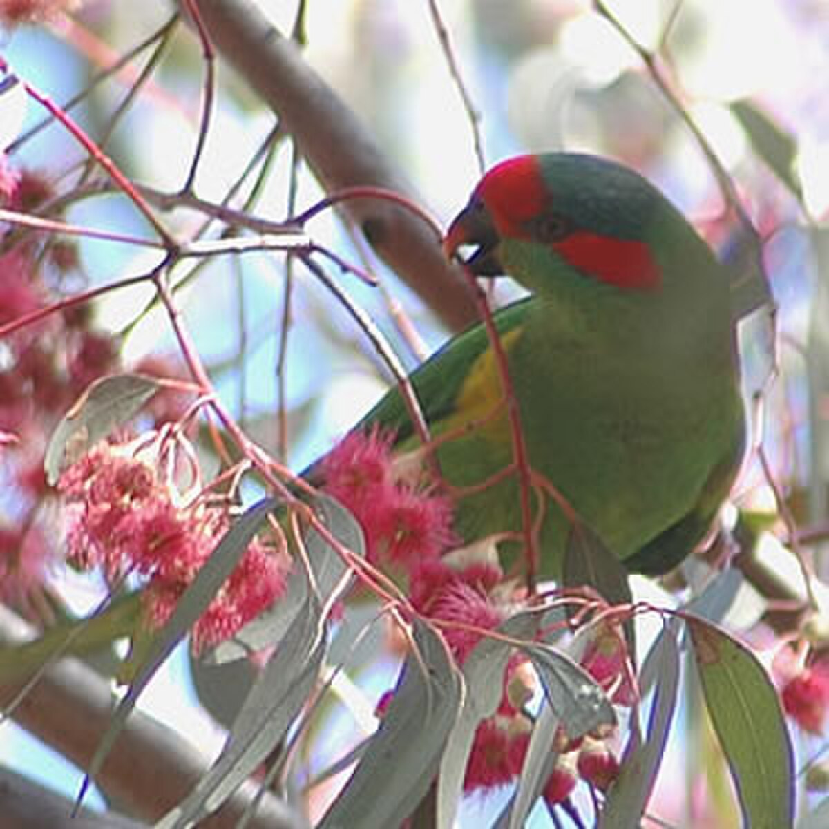 Musklorikeet.jpg