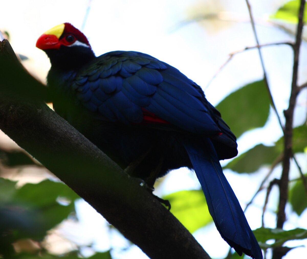 Musophaga violacea 1.jpg