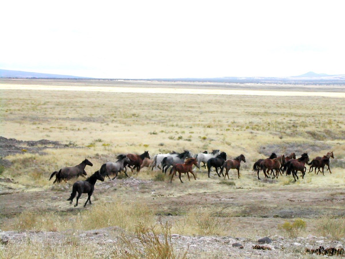 Mustang (cheval)