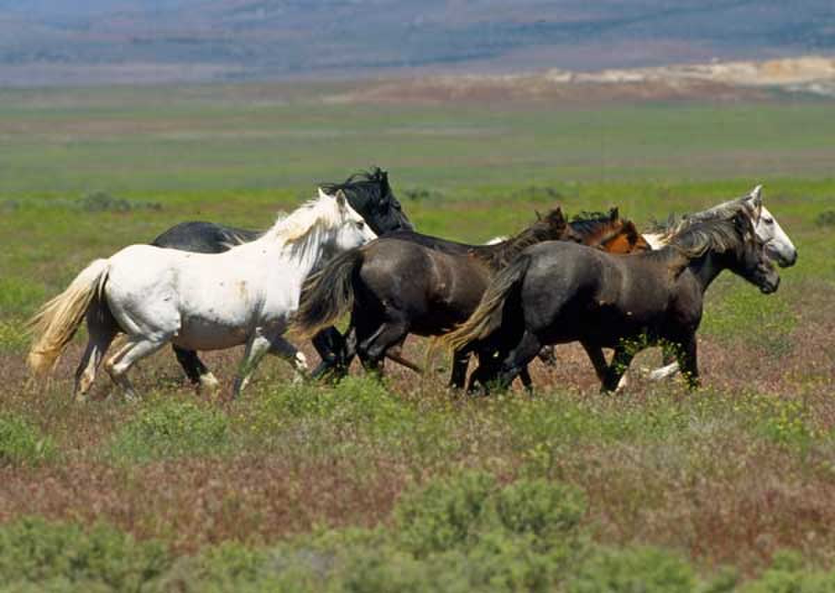 Mustangs.jpg