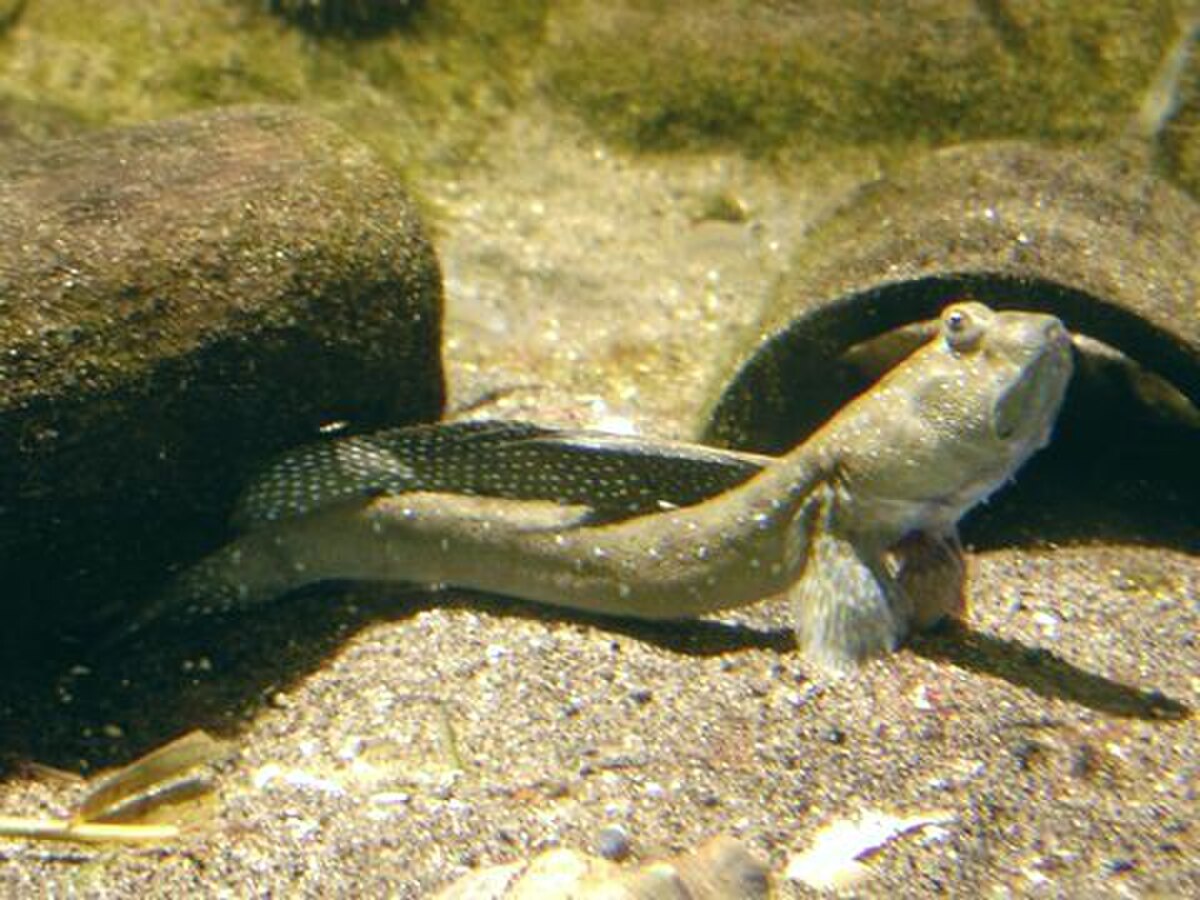 Oxudercinae