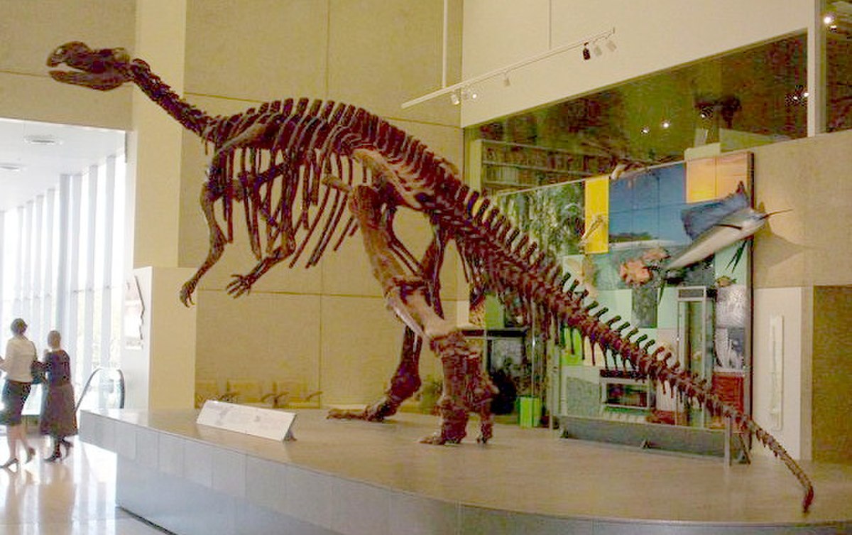 Muttaburrasaurus