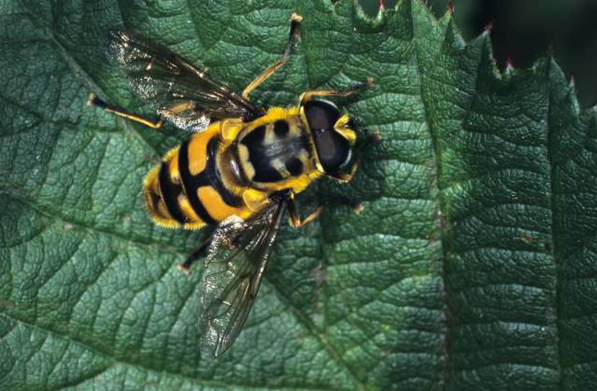 Syrphidae