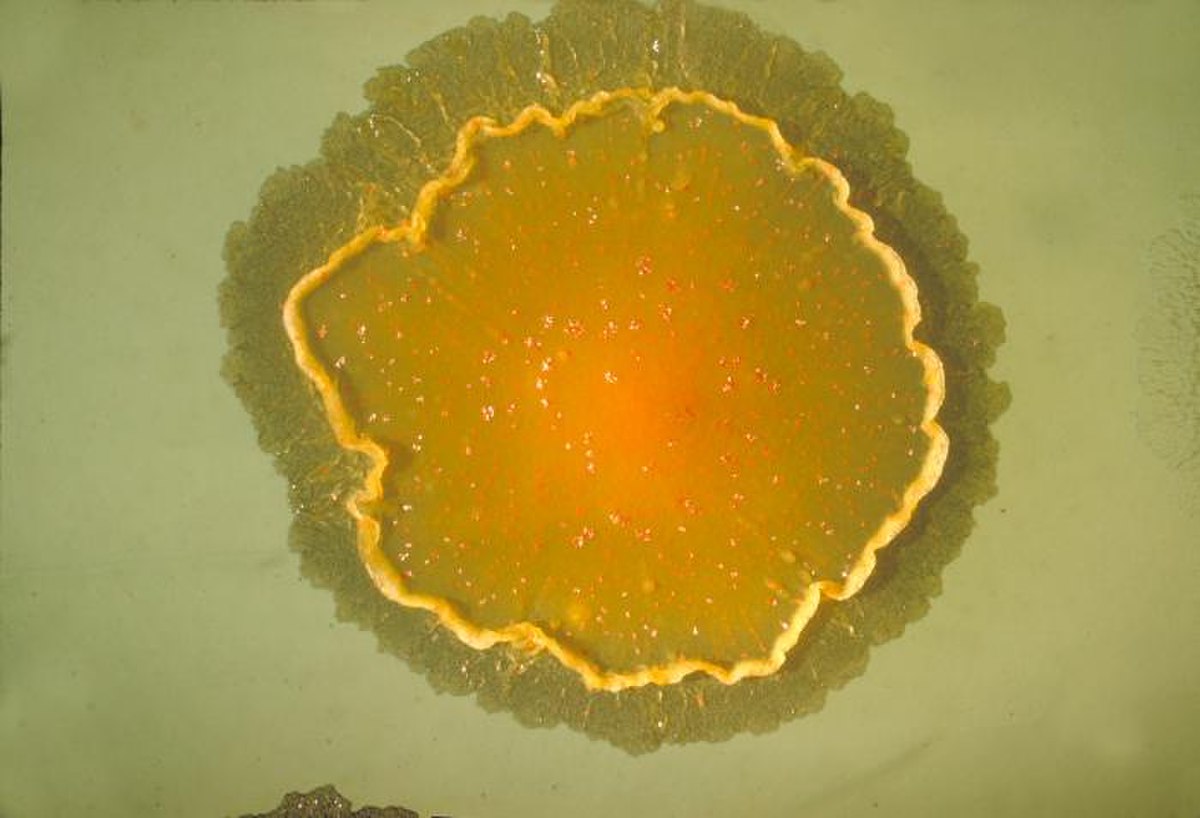 Actinobacteria