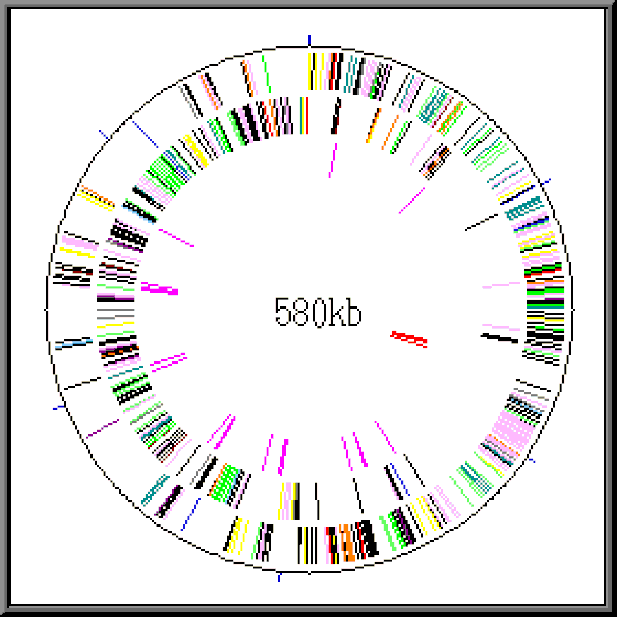 Mycoplasma genitalium