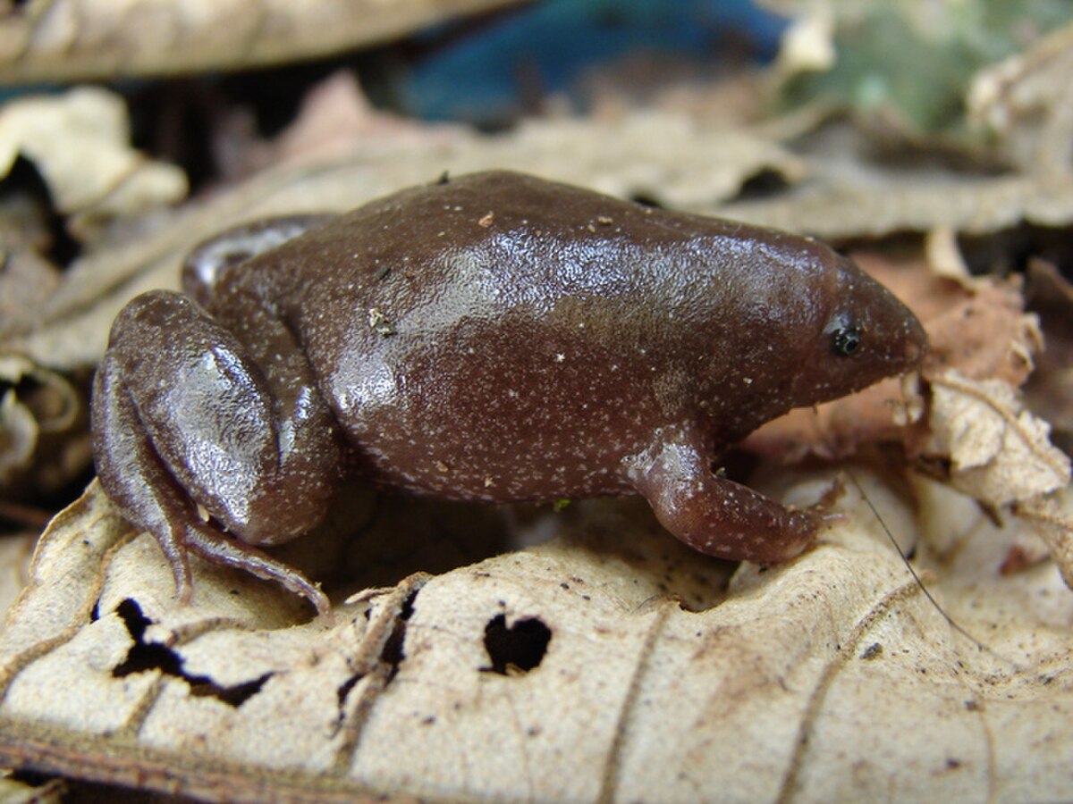 Myersiella microps