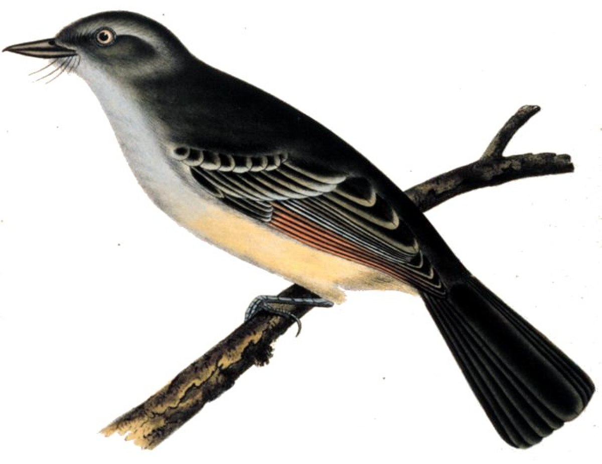 Myiarchus