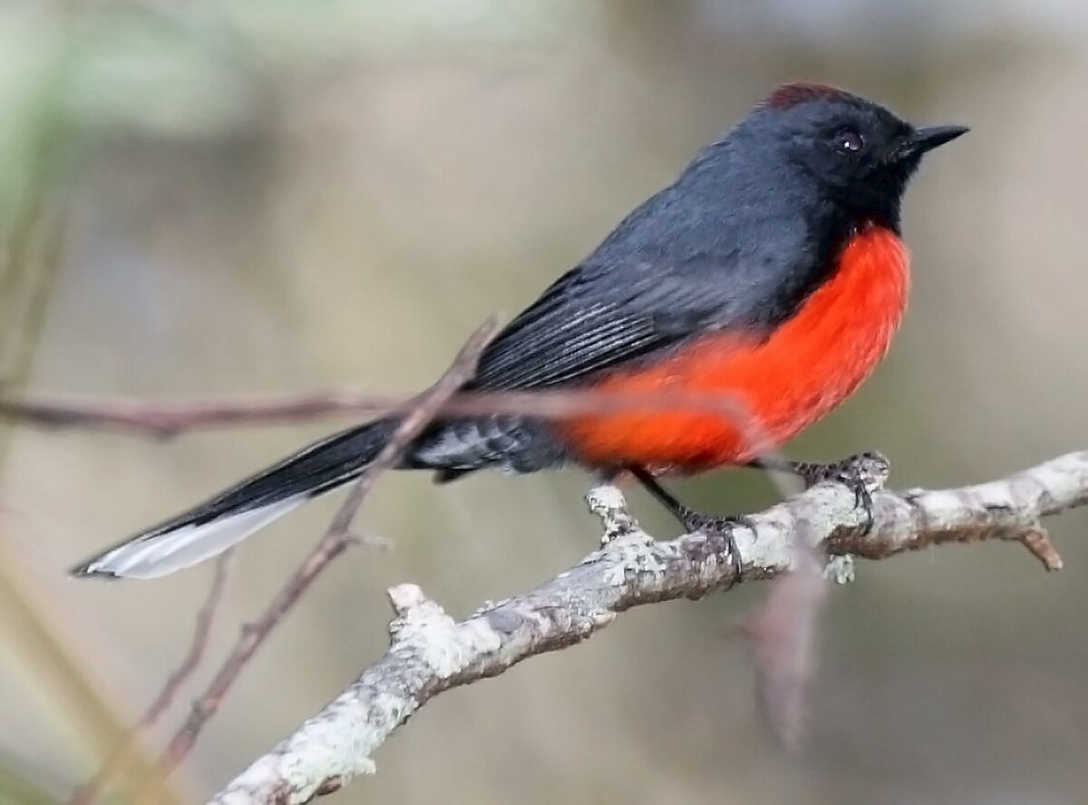 Paruline ardoisée