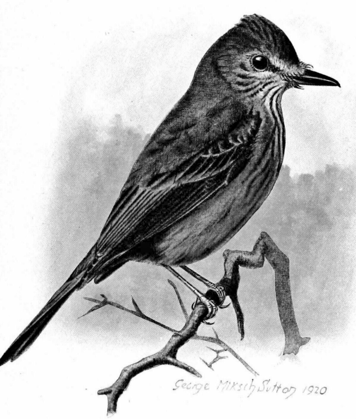 Moucherolle des Santa Marta