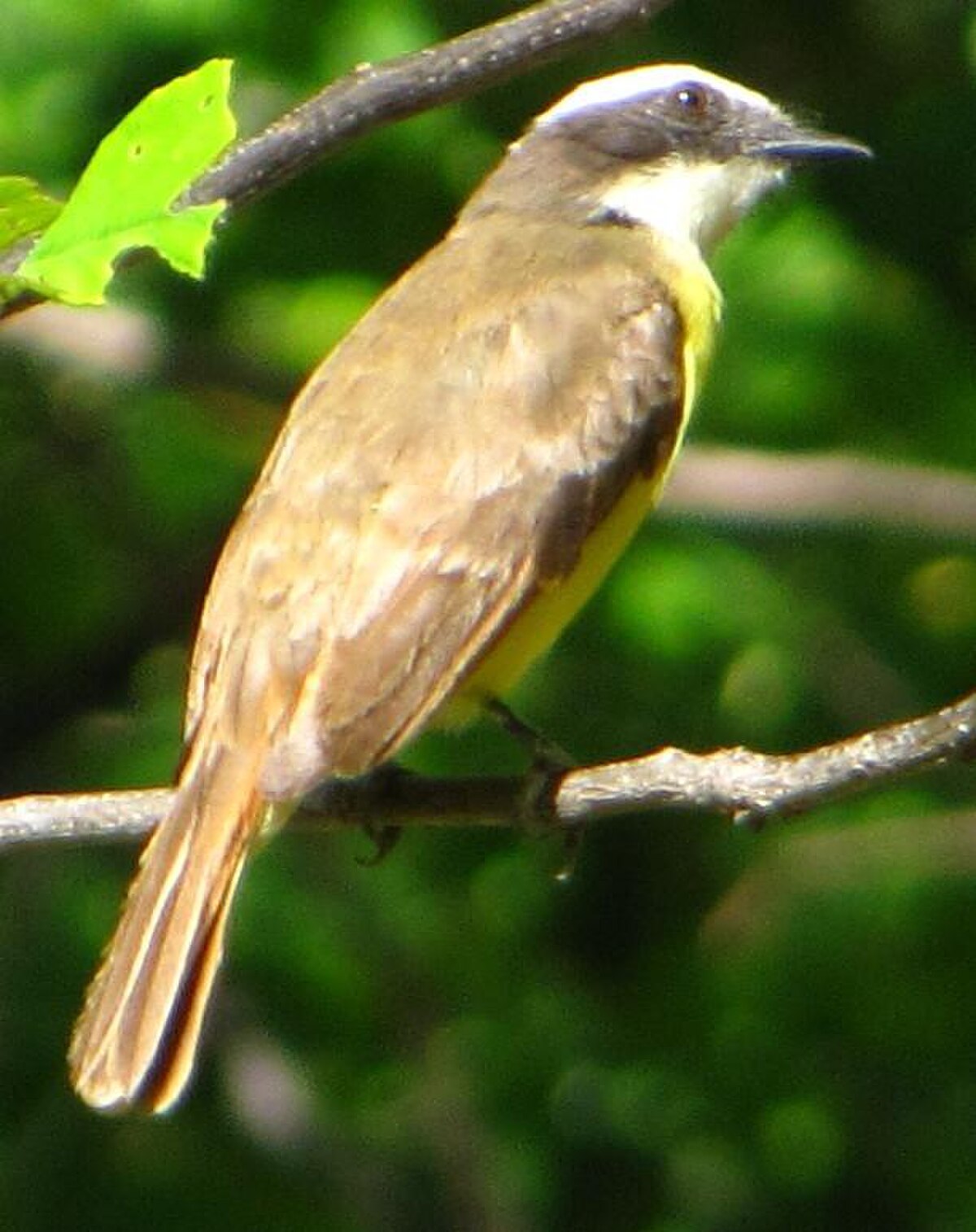 Tyran de Cayenne