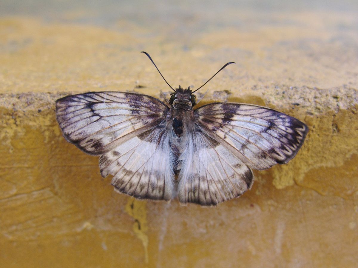 Pyrginae