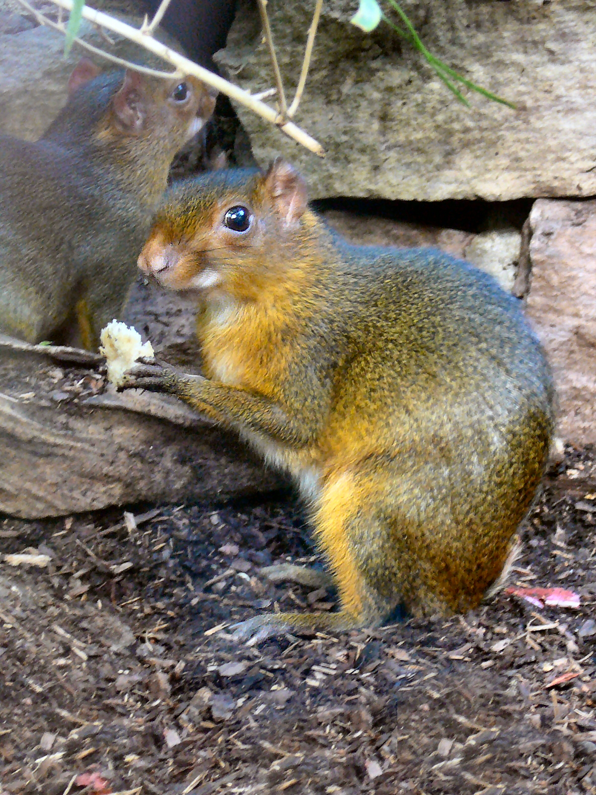 Myoprocta