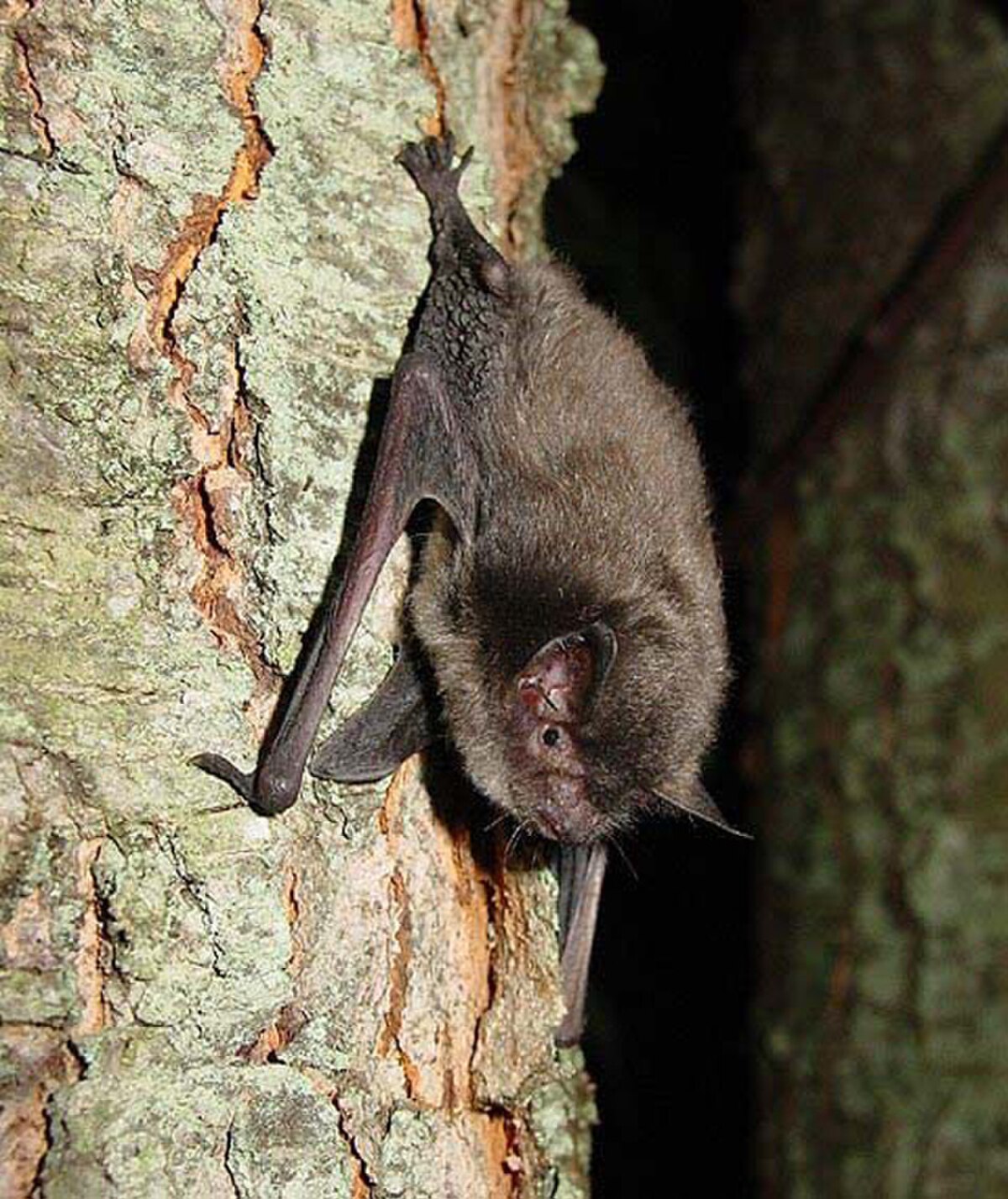 Myotis sodalis