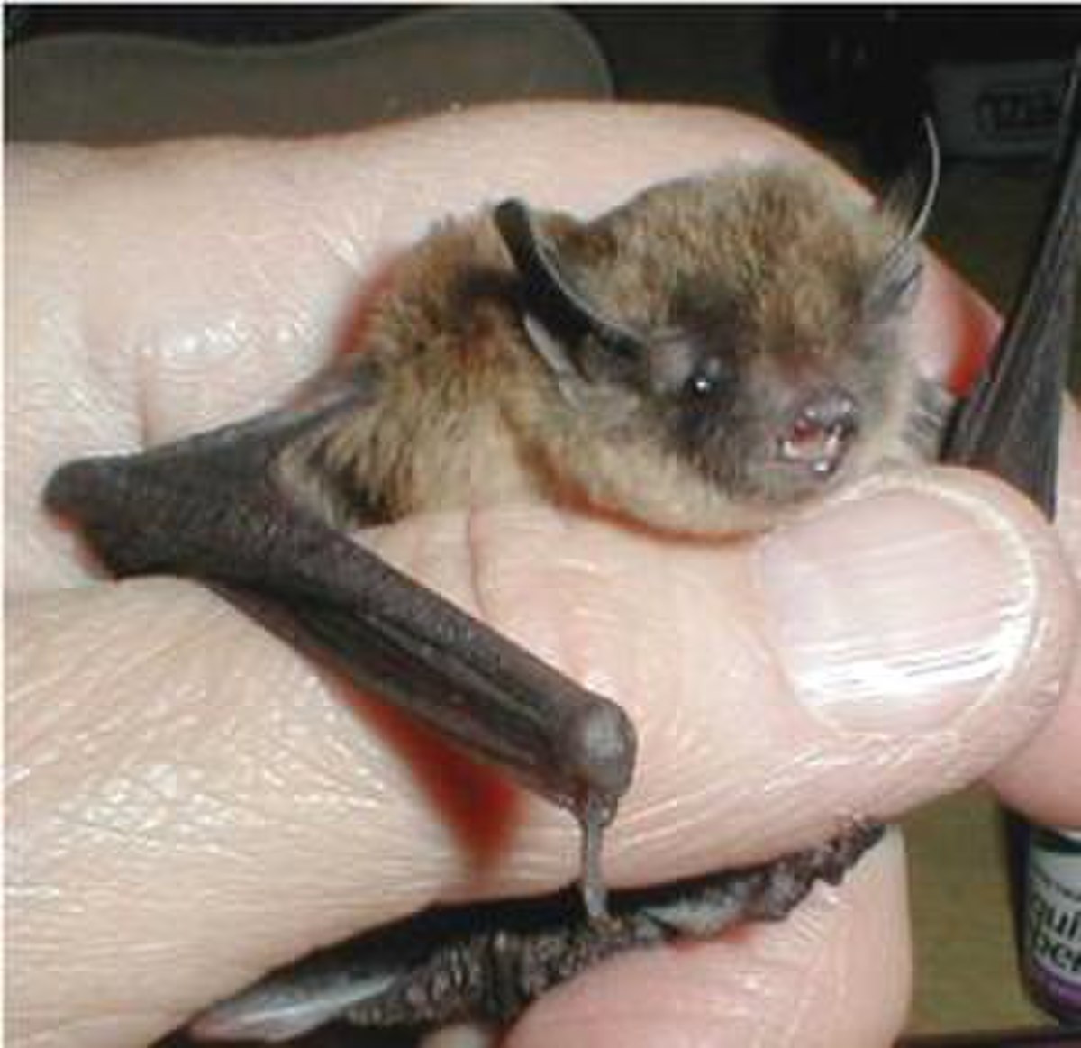 Chauve-souris à longues pattes