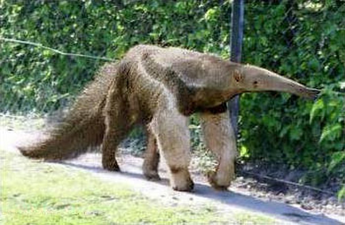 Tamanoir