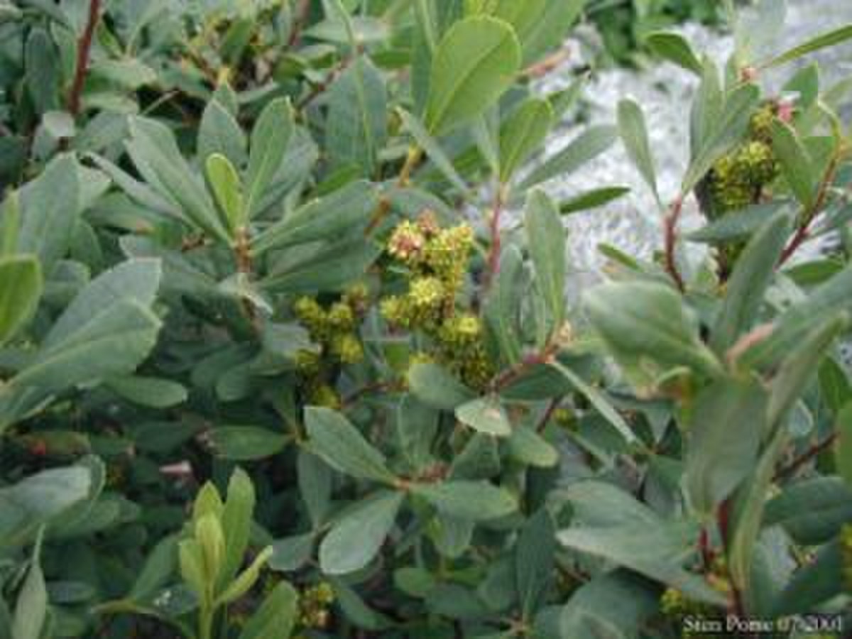 Myrica
