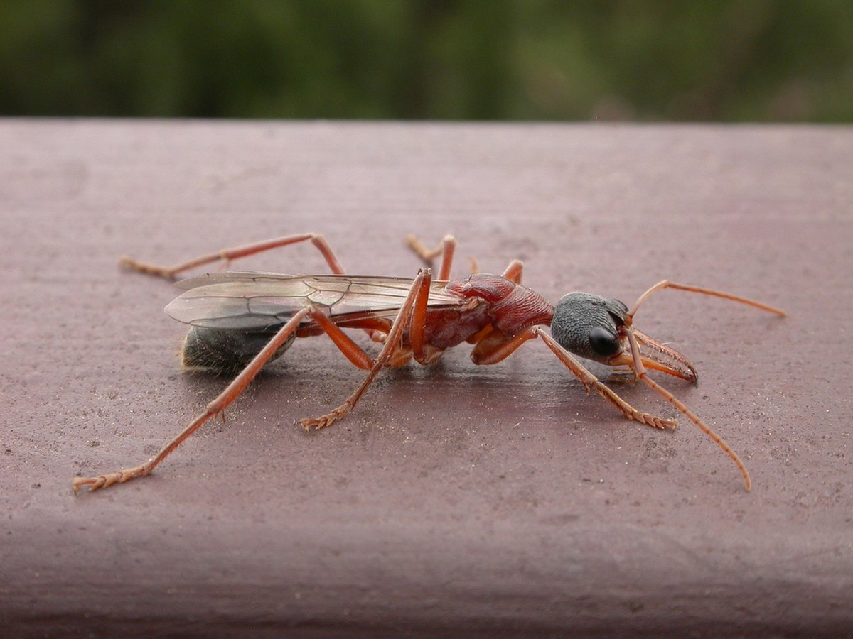 Myrmecia