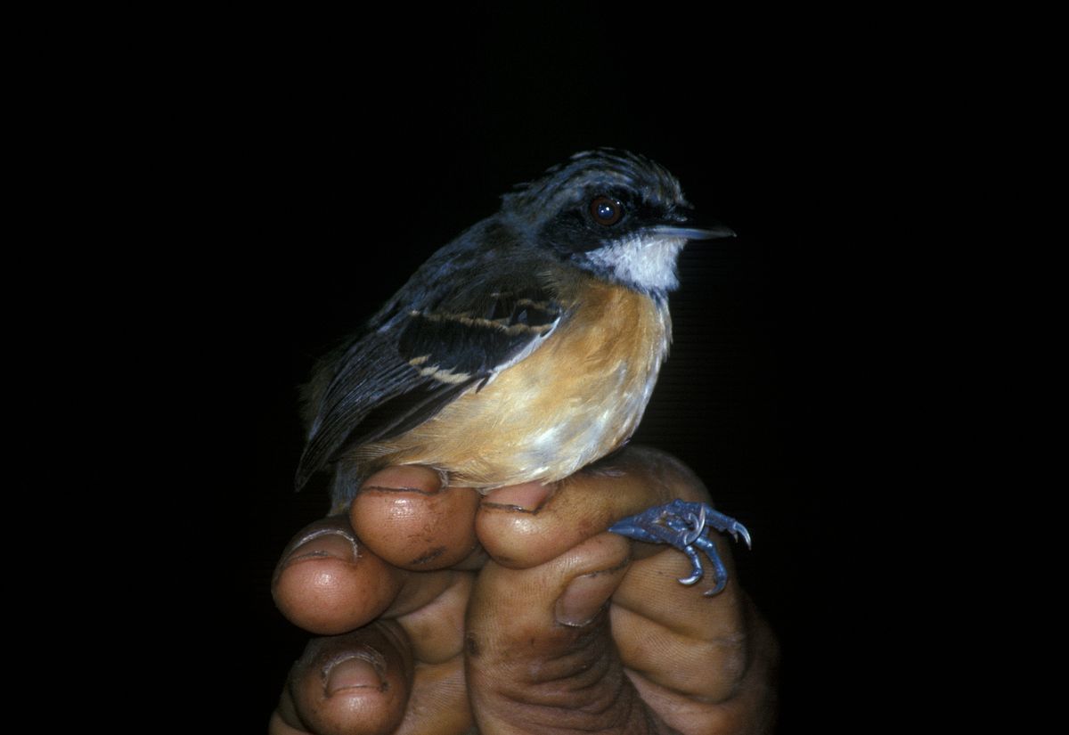 Alapi