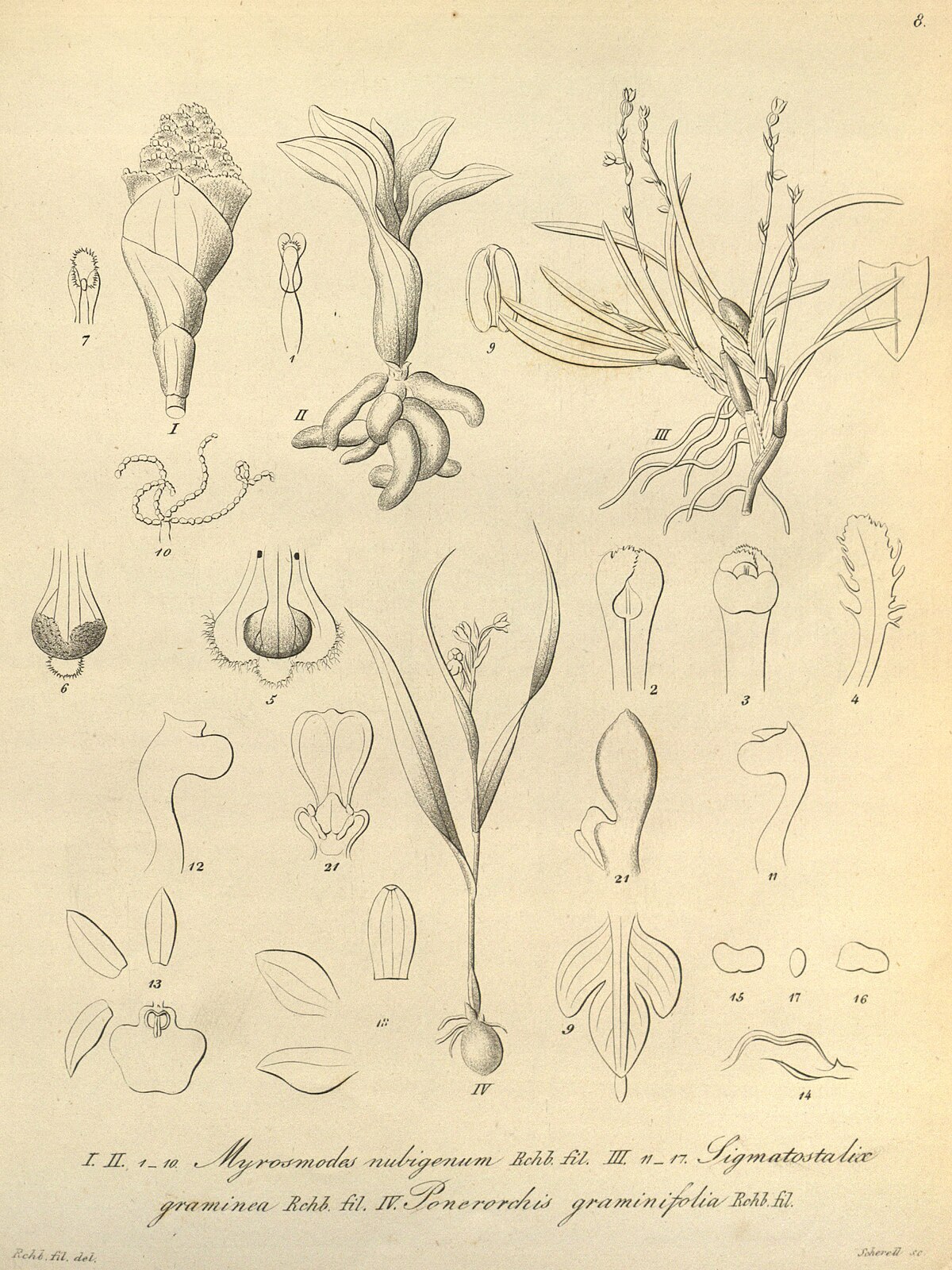 Ponerorchis