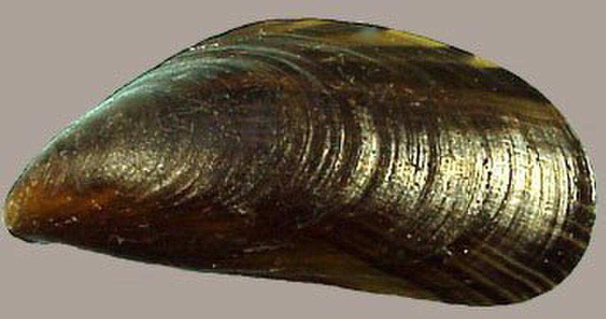 Moule commune