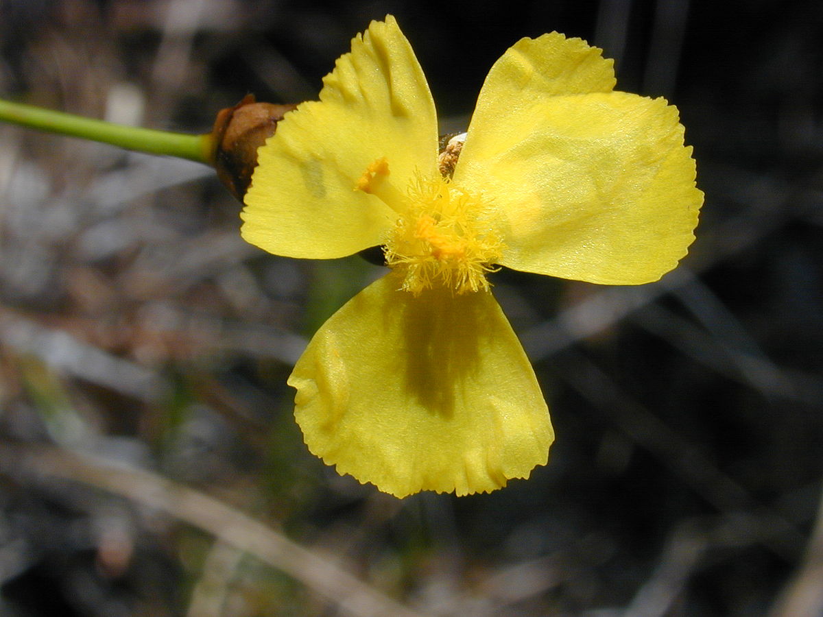 Xyridaceae