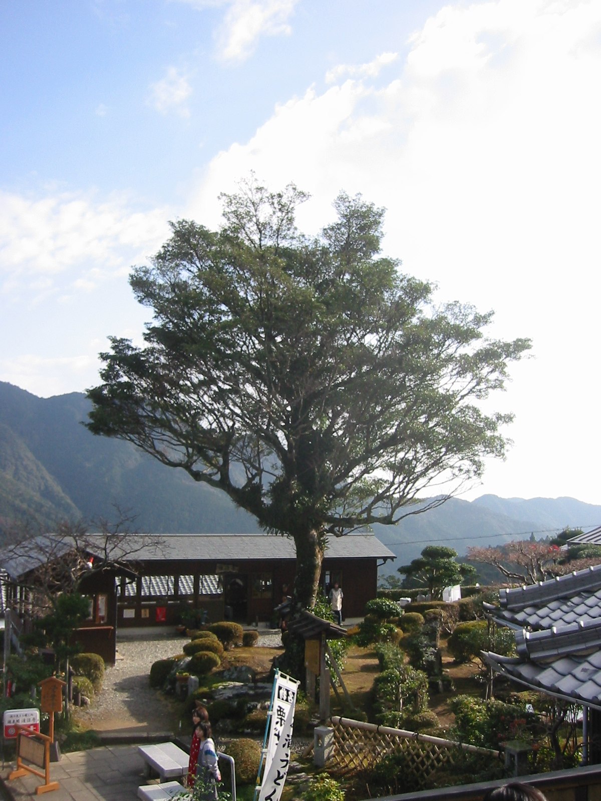 Pentaphylacaceae