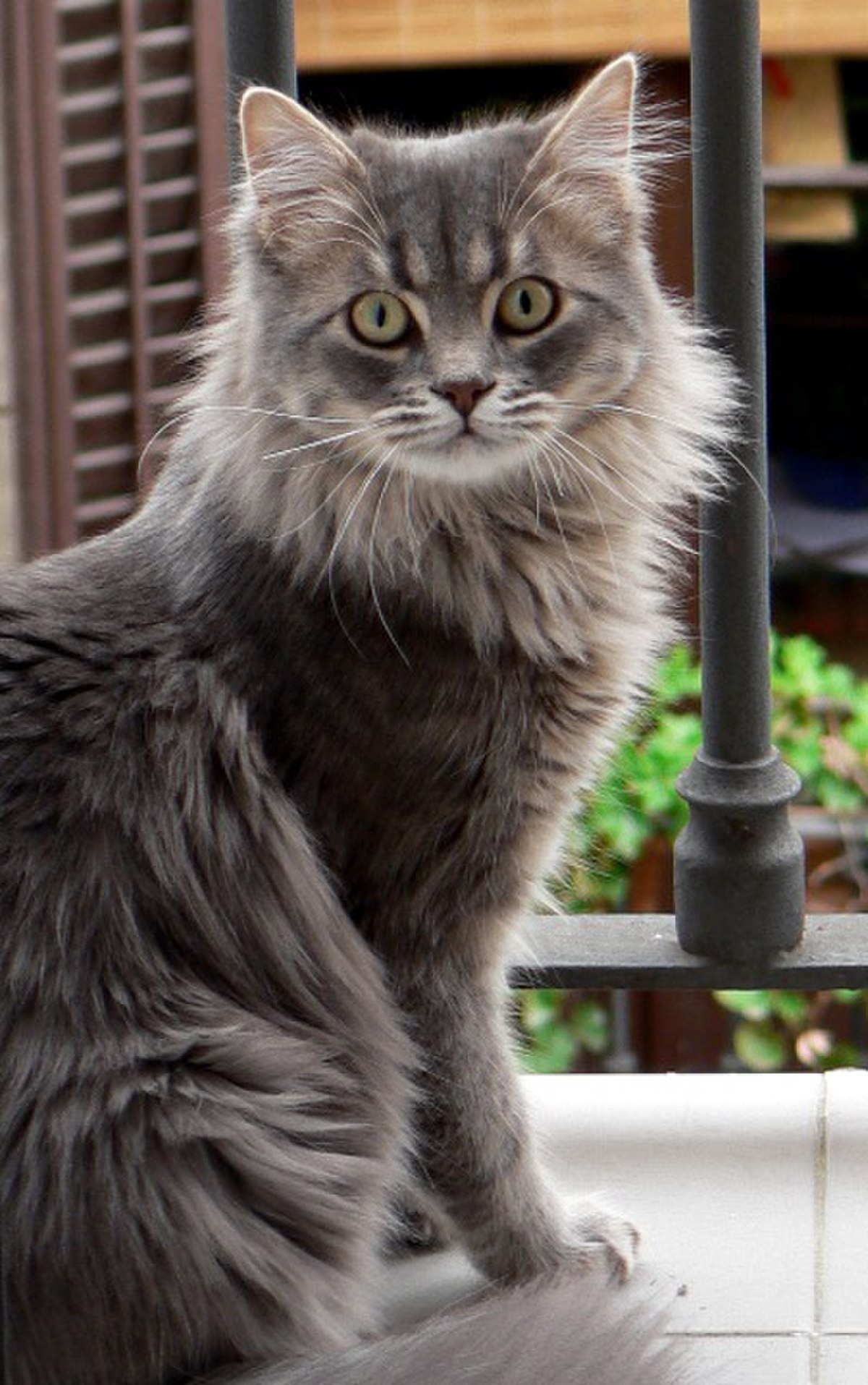 Chat à poil long