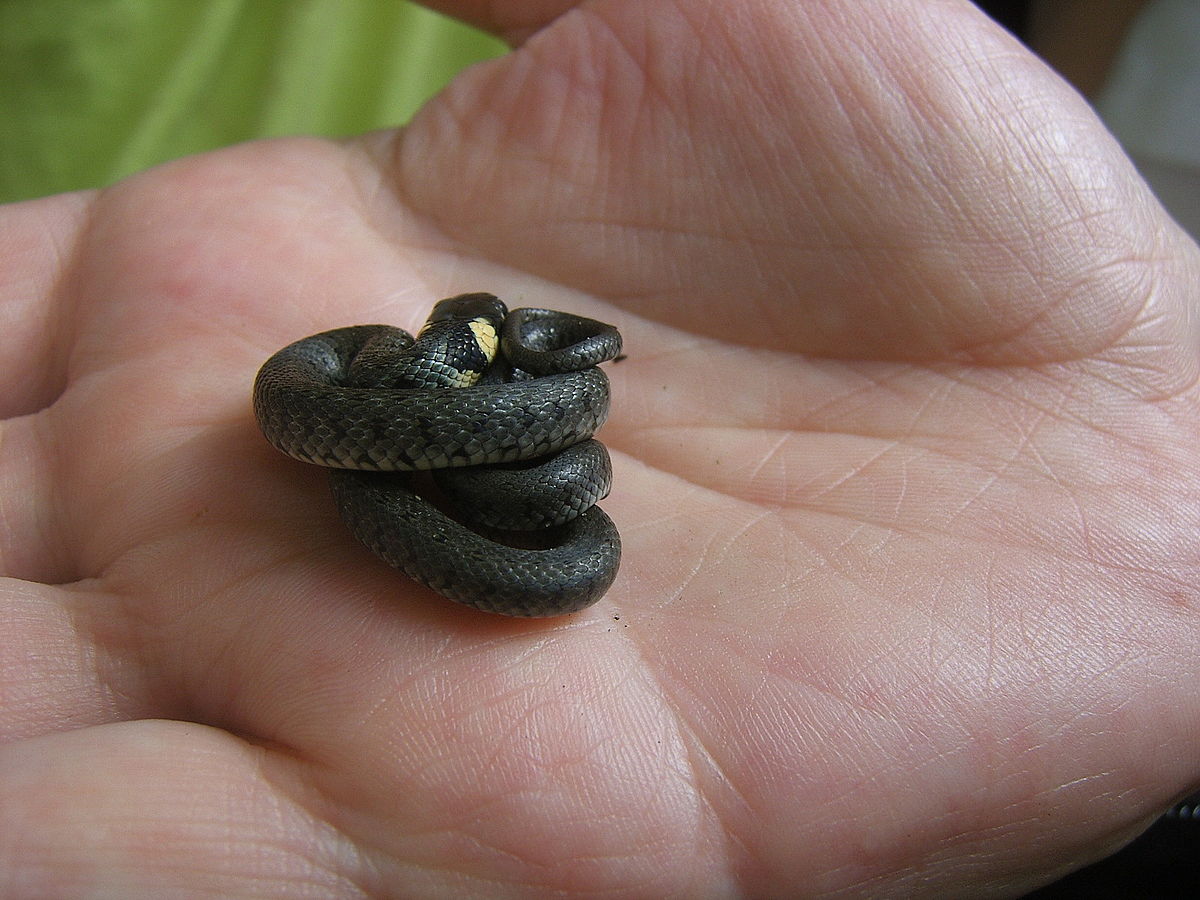 Naitrix natrix juvenile Poland.jpg