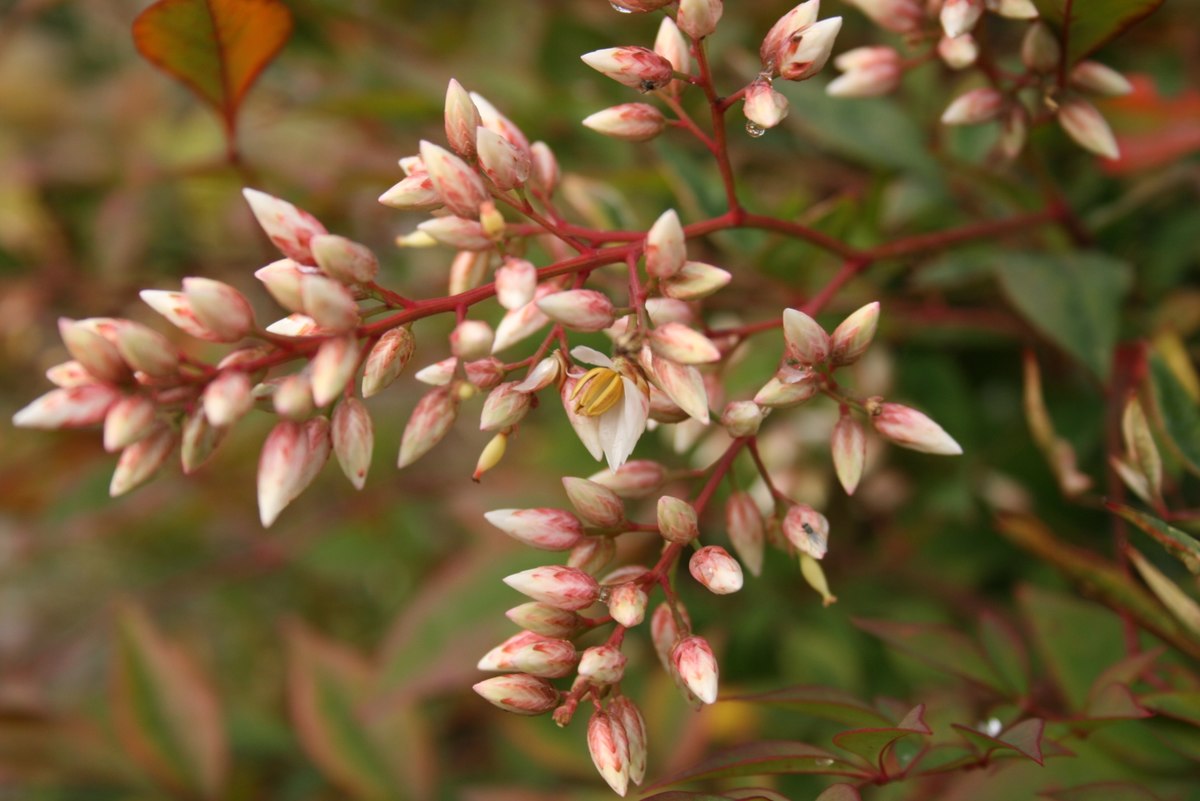 Nandina domestica