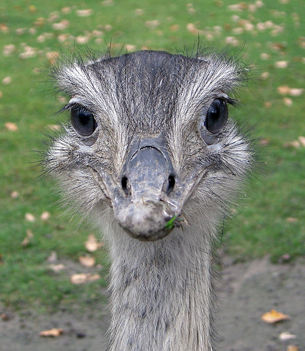 Rhea
