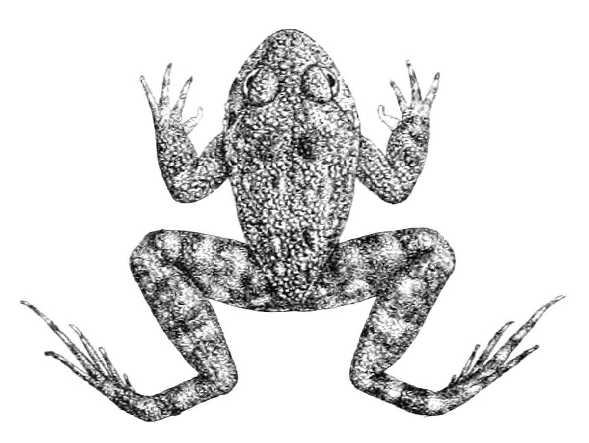 Nannophrys